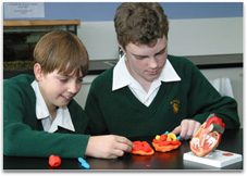 2 boys using a heart model as a guide in making their own plasticine model.