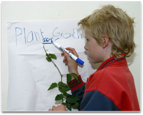 A student is measuring and marking plant height on a poster.