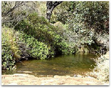 Photographic image of a small pond surrounded by native Australian bush.