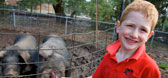 A boy standing next to an enclosure with pigs in it