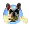 Bulldog Bully