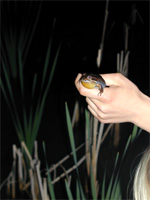 Photo of a frog held in someones hand