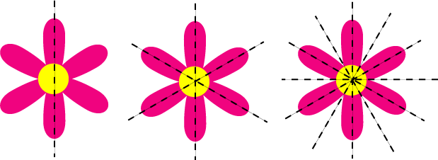 flowers with symmetry