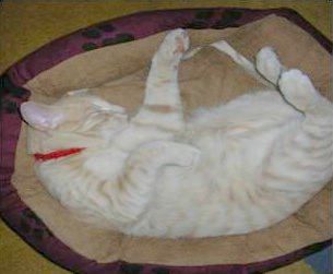 cat lying down