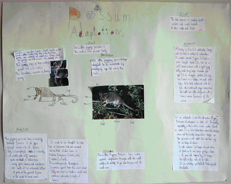 Report on Pygmy Possums