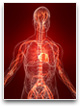 Inside the human body