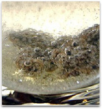 Bubbles of carbon dioxide forming from vinegar and sodium bi carbonate reaction