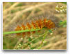 Caterpillar close up