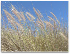 Grass close up