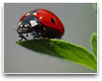 Ladybug