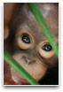 Monkey face close up