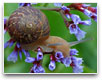 A snail