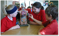 Students are looking at a human torso model. One is trying to replace the liver.