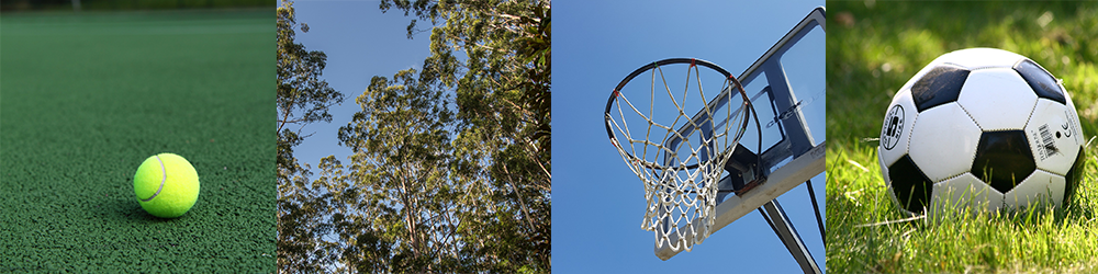 Four photographs of the following objects: a tennis ball, a tree, a basketball ring, and a soccer ball