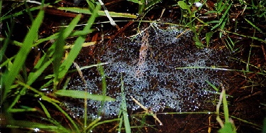 photograph of frog eggs on water