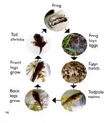 diagram of life cycle of a frog