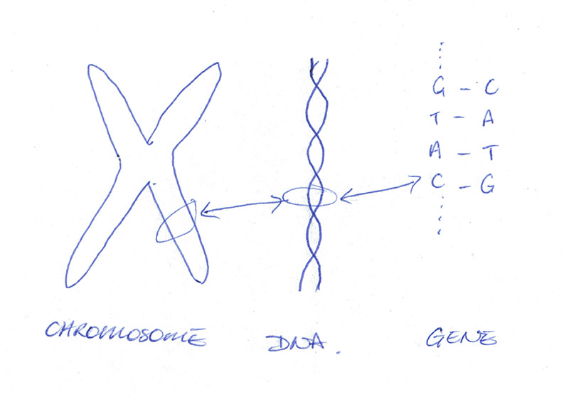 student diagram chromosomes DNA genes