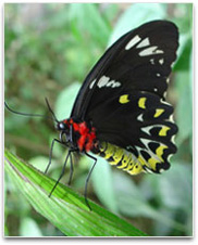 A colourful butterfly resting on a plant stem.