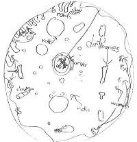 Diagram of a students ideas of what lies inside the Earth