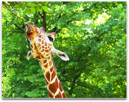 A giraffes head up in the trees