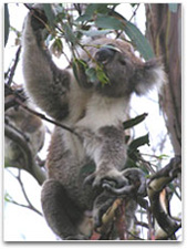 Photo showing Koala sitting in a tree eating eucalyptus leaves.