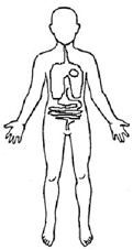 A student drawing of the position of major organs in the human body.