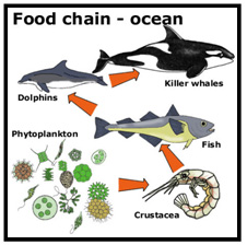 This is an example of a food chain found in a marine environment.