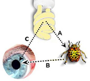 Diagram: a light source must be present for an object to be seen