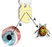 Students idea: light must simultaneously strike the eye and the object