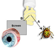 Diagram: blocking the light source but the object can still be seen