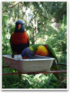 A pair of colourful parrots feeding.