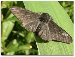 A peppered moth