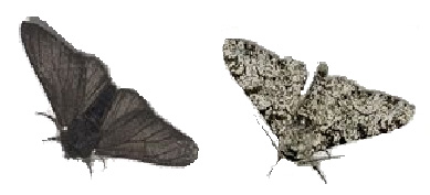 Dark and light peppered moths (Biston betularia)