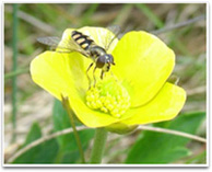 A wasp on a flower petal.