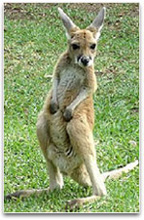 Photographic image of a young male kangaroo.