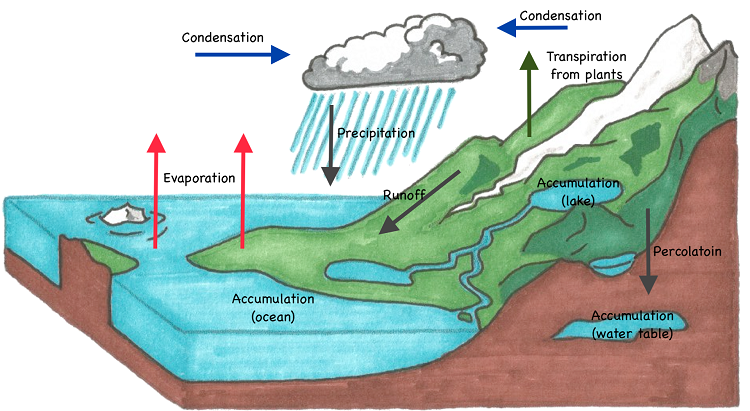 alt text: A Year 7 or 8 student’s annotated diagram of the water cycle. After having read and highlighted key terms in the text, the student has labelled the following in the diagram: evaporation, transpiration, condensation, precipitation, runoff, percolation and accumulation (in ocean, lake and water table).