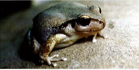 photograph of frog