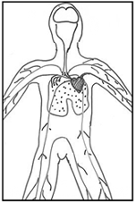 A line showing a student drawing of the human circulatory system.